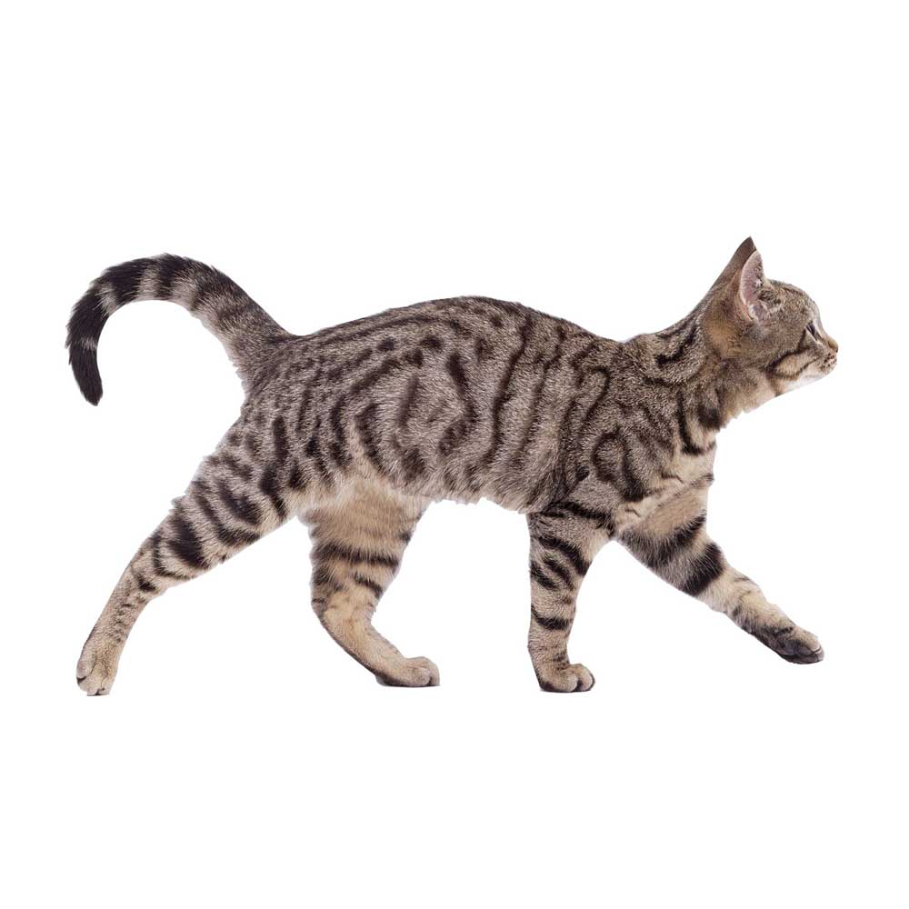 Silent Roar Easylife